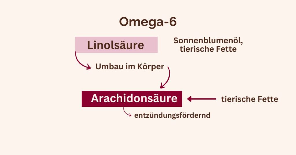 Grafik Umwandlun Omega 6: Linolsäure z.B. aus Sonnenblumenöl, tierische Fette Umwanldung in Arachidonsäure - entzündungsfördernd