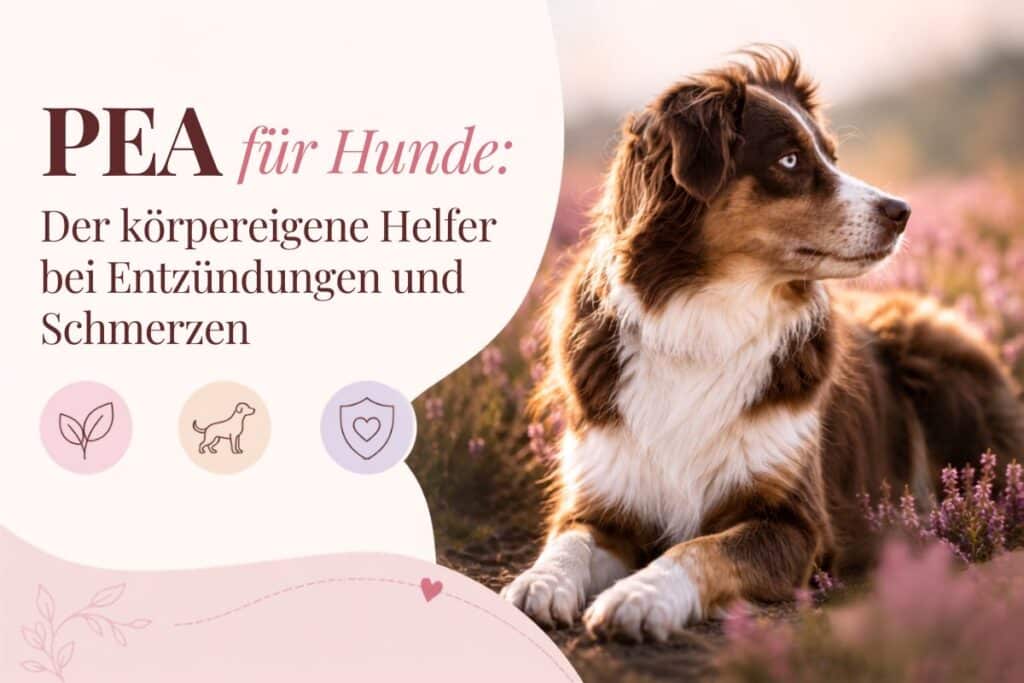 PEA für Hunde Der körpereigene Helfer bei Entzündungen und Schmerzen